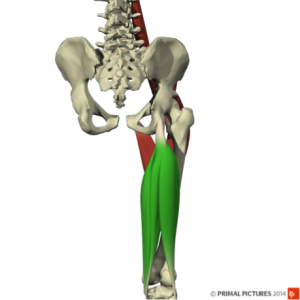 Hamstring-4